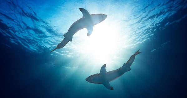 swimming sharks
