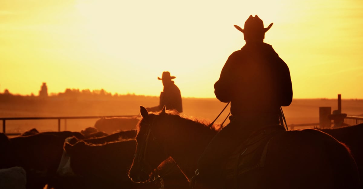 cattle round up