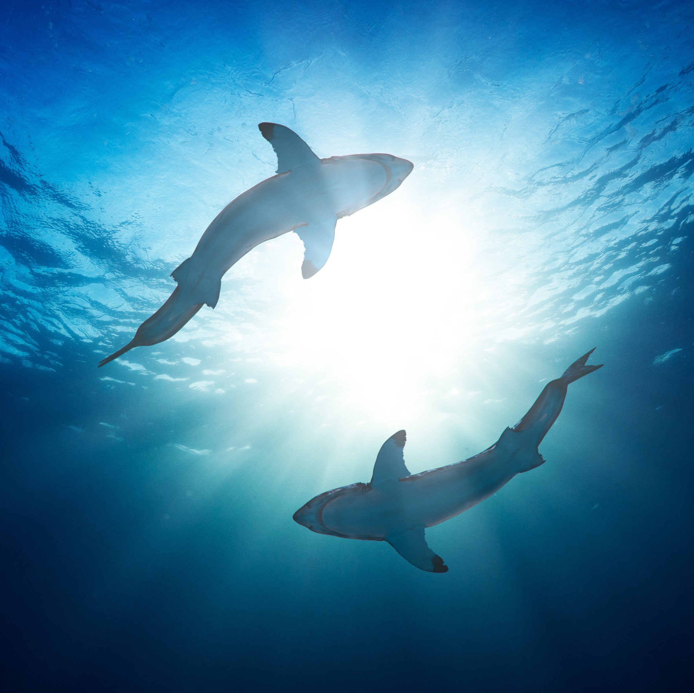 swimming sharks