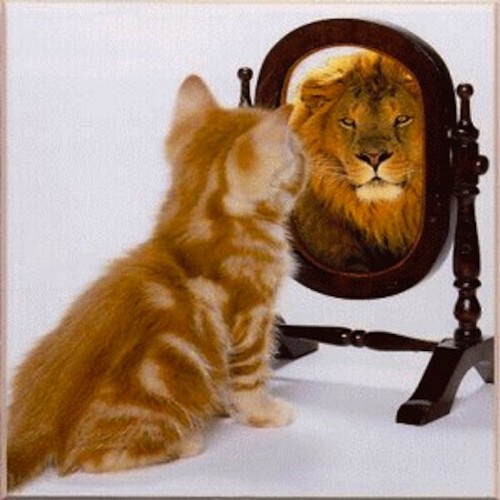 Cat-sees-lion-mirror-500x500.jpg